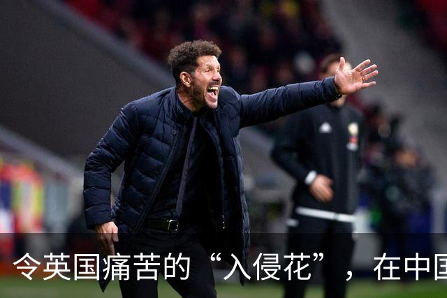令英国痛苦的“入侵花”，在中国沦为咸菜，吃到人工种植成笑谈